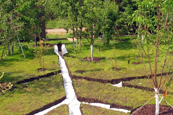 Защита корневой системы кустов и дерьевьев