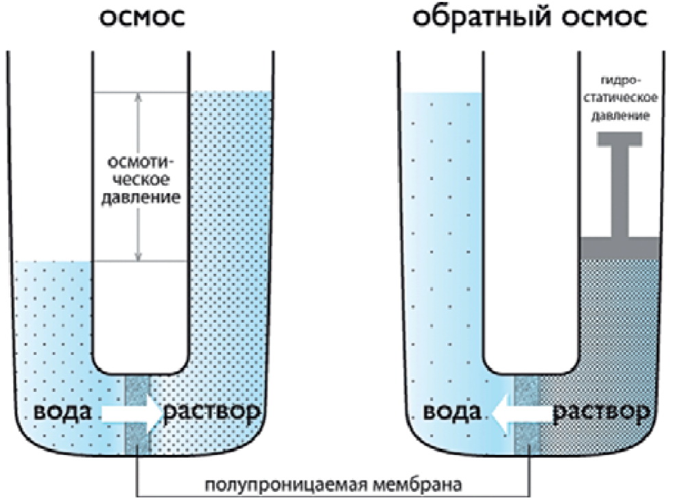 Лабораторная модель осмоса