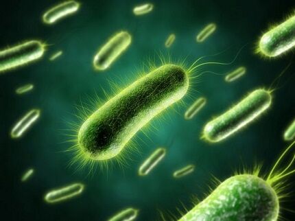Как выглядят бактерии под микроскопом 