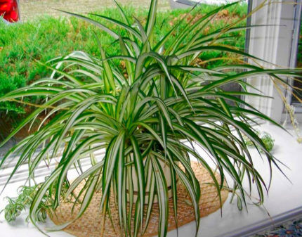Растение хлорофитум на подоконнике